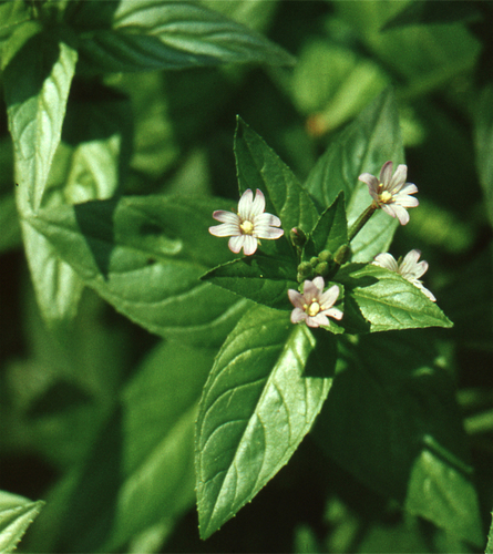 Hornemann's Willowherb (Epilobium hornemannii)