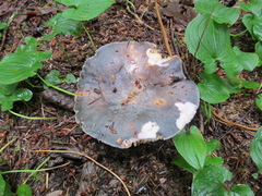 Russula parazurea