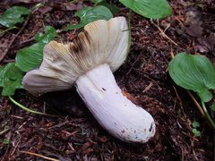 Russula parazurea