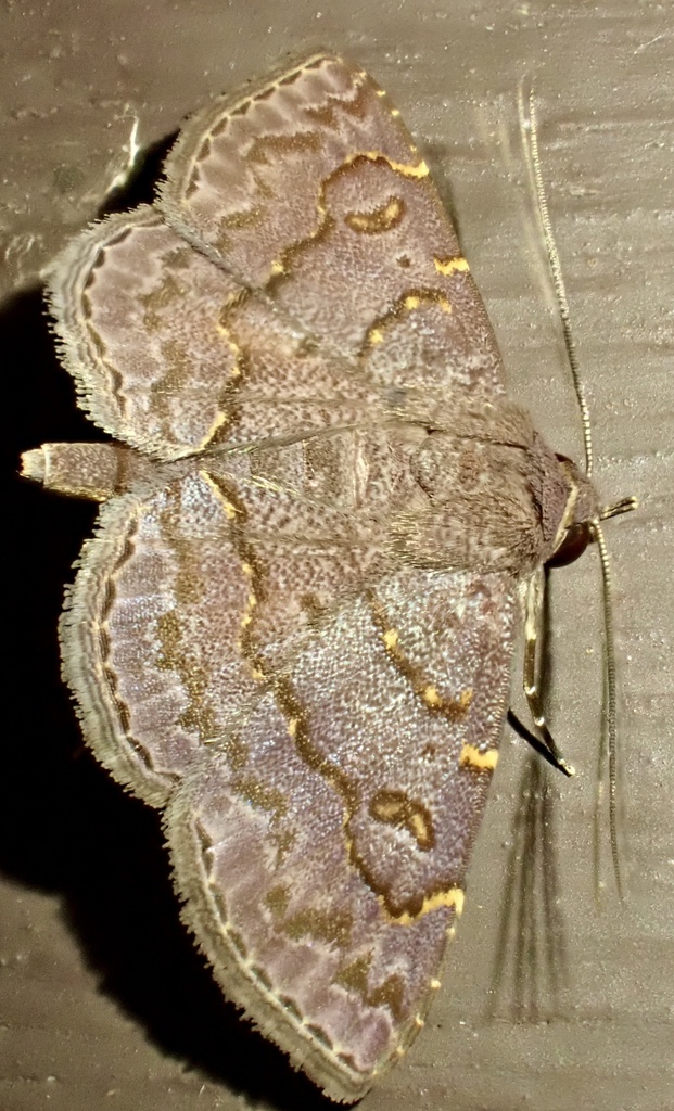 Antiblemma mundicola