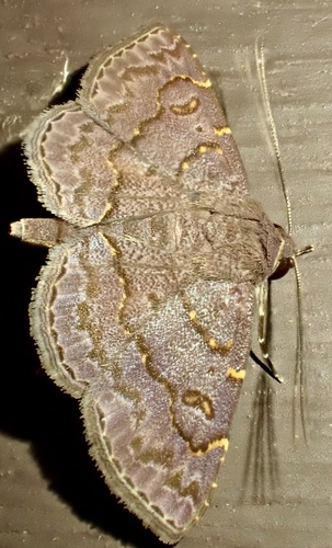 Antiblemma mundicola