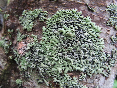 Menegazzia subsimilis