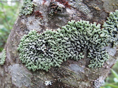 Menegazzia subsimilis