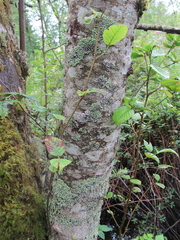 Menegazzia subsimilis