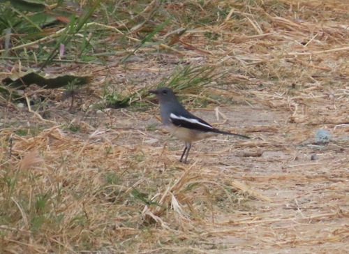 Oriental Magpie-Robin