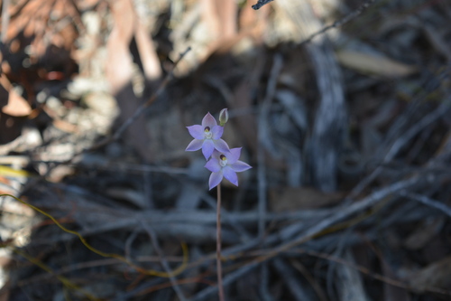 Kath's sun orchid (Thelymitra alcockiae)