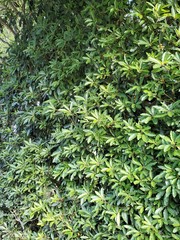 Pittosporum undulatum