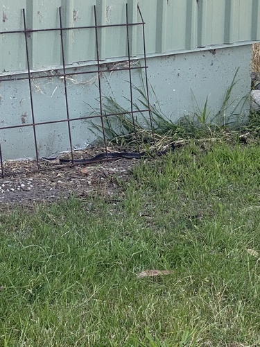 Lowlands Copperhead sighting