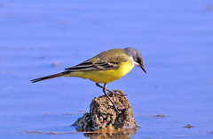 Motacilla flava cinereocapilla
