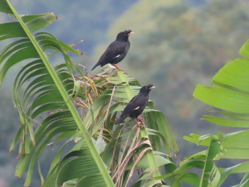 Crested Myna