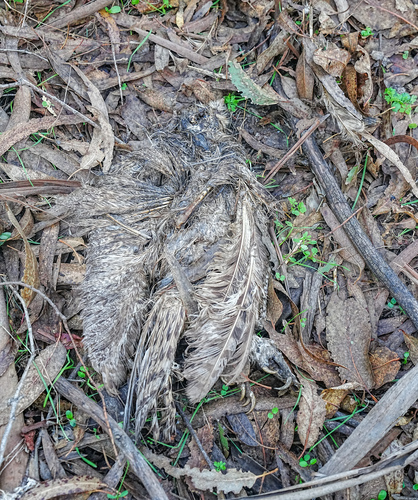 View observation of {o.common_name} on iNaturalist