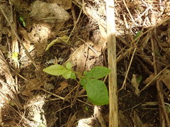 Dysoxylum spectabile