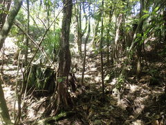 Dysoxylum spectabile