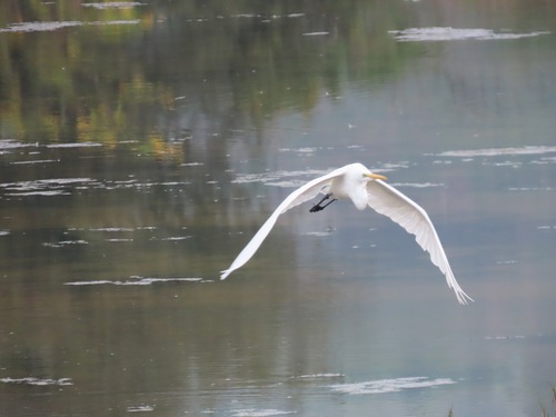 Great Egret