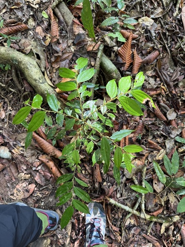 Anisophyllea cinnamomoides