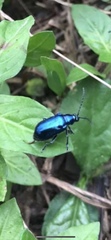 Alticina