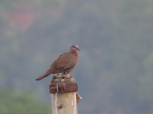 Spotted Dove