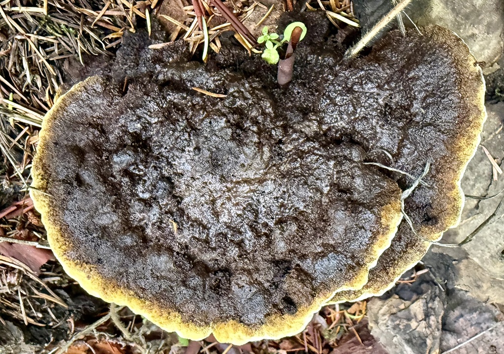 Phaeolus hispidoides · December 2025 · photo: © hllrnnr (iNaturalist, cc0)