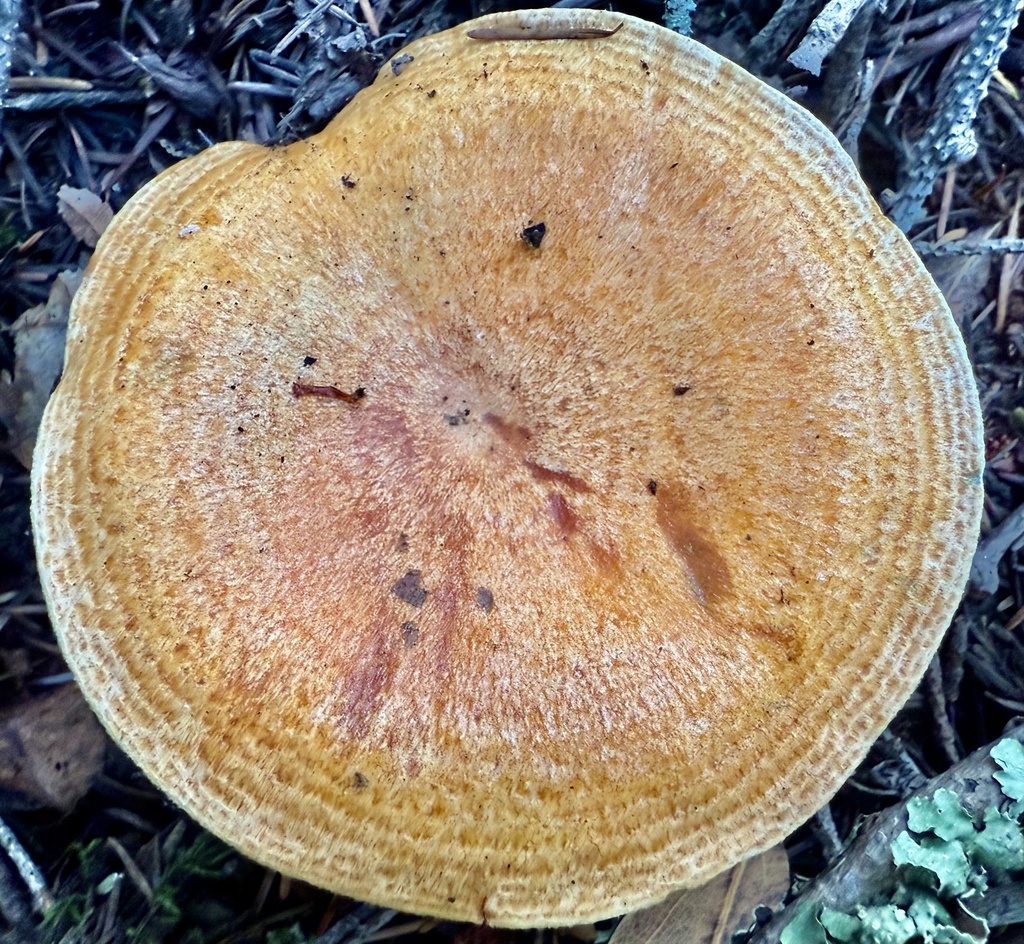 Lactarius rubrilacteus · December 2025 · photo: © hllrnnr (iNaturalist, cc0)