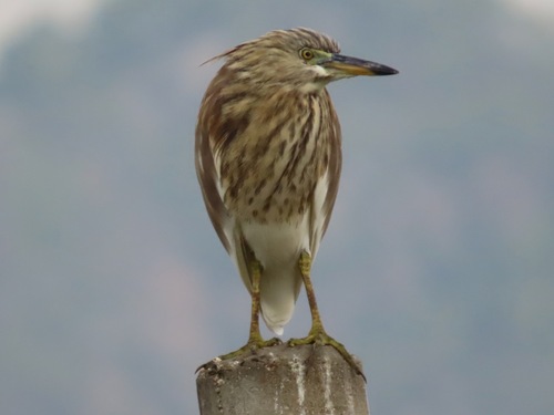 Chinese Pond-Heron