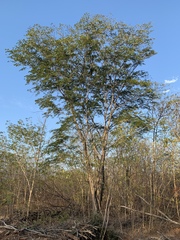 Gonopterodendron arboreum