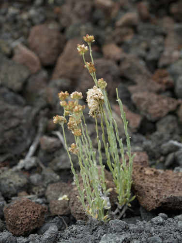Pseudognaphalium sandwicensium observed 2025-10-25