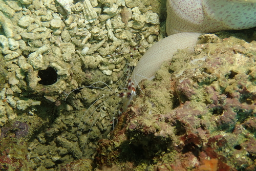 Banded Coral Shrimp