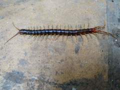 Rhysida longipes