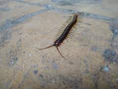 Rhysida longipes
