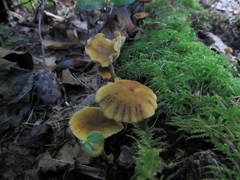 Armillaria nabsnona