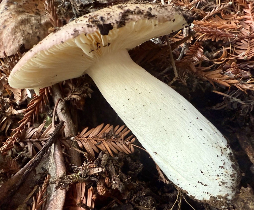 Russula xerampelina · December 2025 · photo: © hllrnnr (iNaturalist, cc0)
