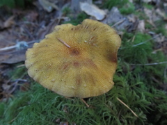 Armillaria nabsnona