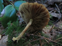 Armillaria nabsnona