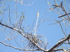 Tillandsia exserta