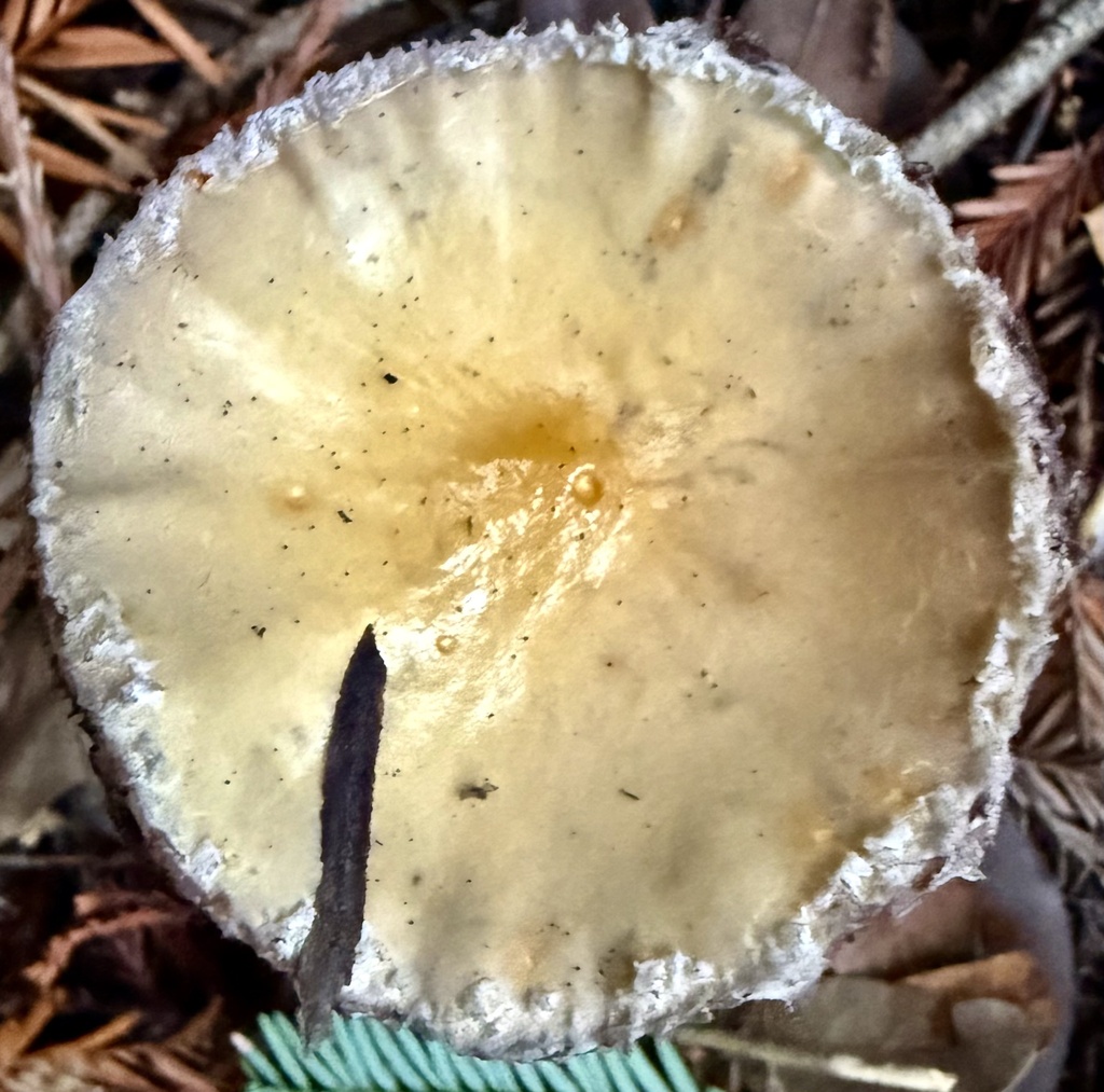 Stropharia ambigua · December 2025 · photo: © hllrnnr (iNaturalist, cc0)