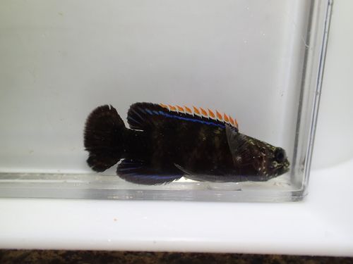Plesiops coeruleolineatus observed 2025-11-08