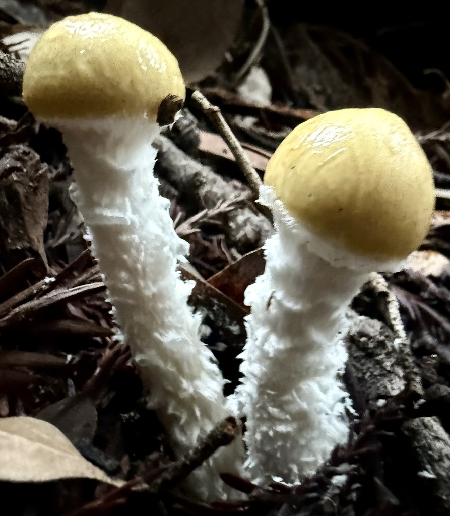 Stropharia ambigua · December 2025 · photo: © hllrnnr (iNaturalist, cc0)