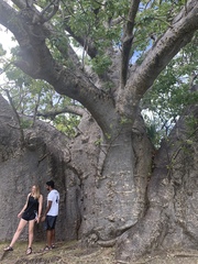 Adansonia digitata