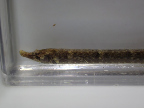 Micrognathus andersonii observed 2025-11-08