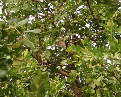 Eastern Nicator (Nicator gularis), photo 8