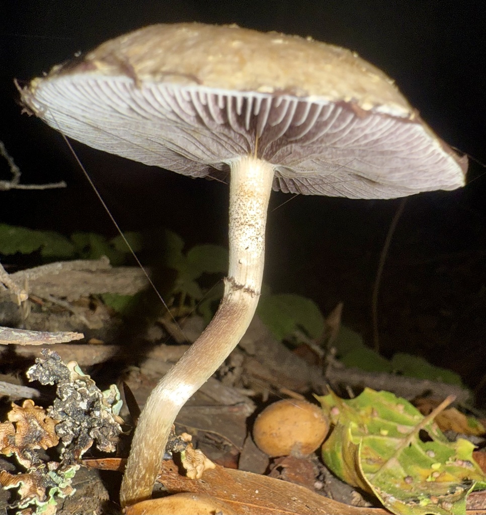 Leratiomyces percevalii · December 2025 · photo: © hllrnnr (iNaturalist, cc0)
