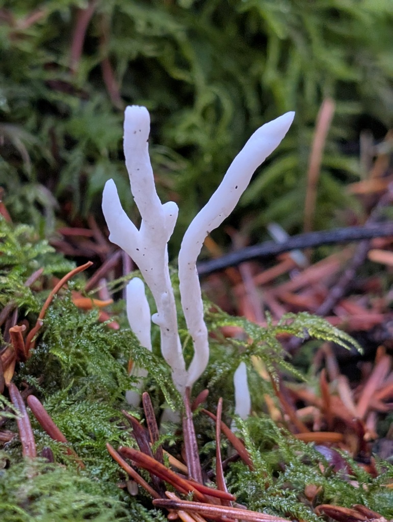 Clavulina rugosa · December 2025 · photo: © frondsinhighplaces (iNaturalist, cc-by)