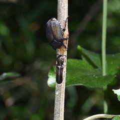 Allorrhina cornifrons