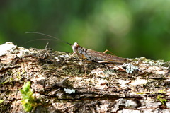 Mantoida