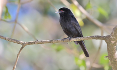 Knipolegus cyanirostris