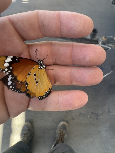 Plain Tiger Butterfly