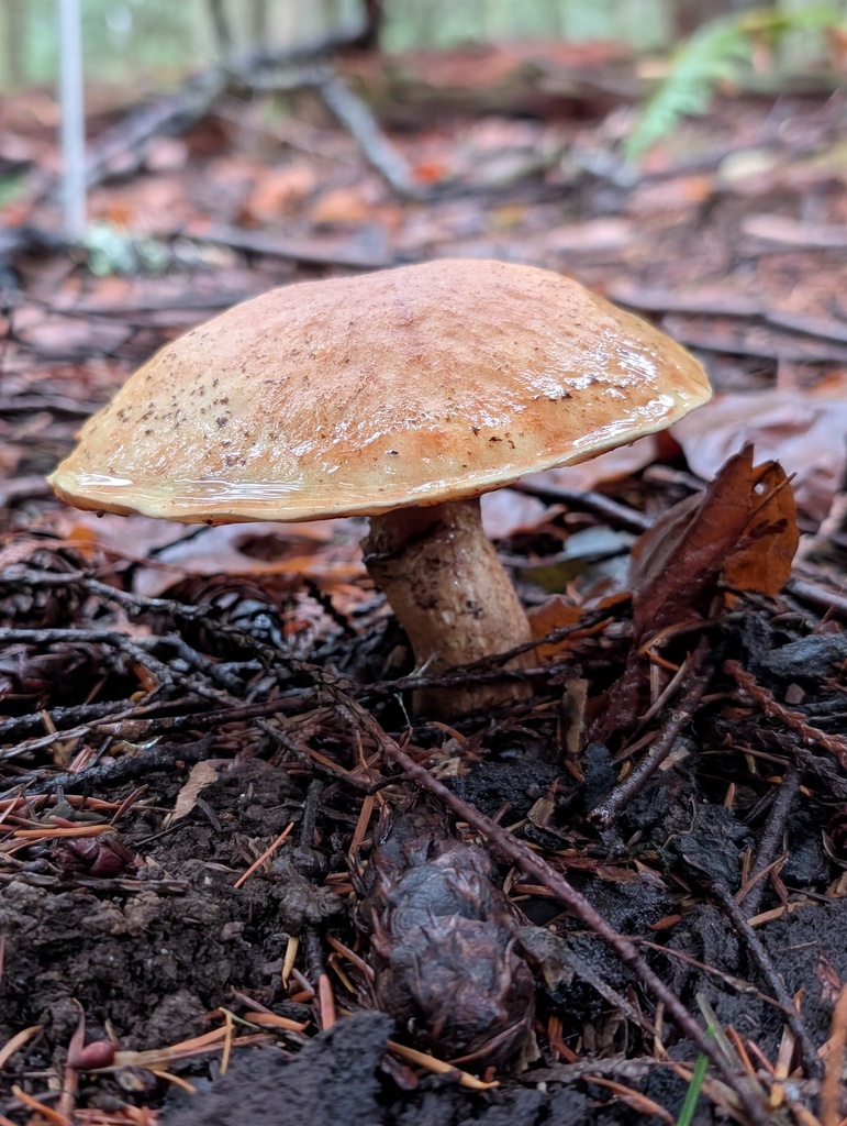 Suillus caerulescens · December 2025 · photo: © frondsinhighplaces (iNaturalist, cc-by)