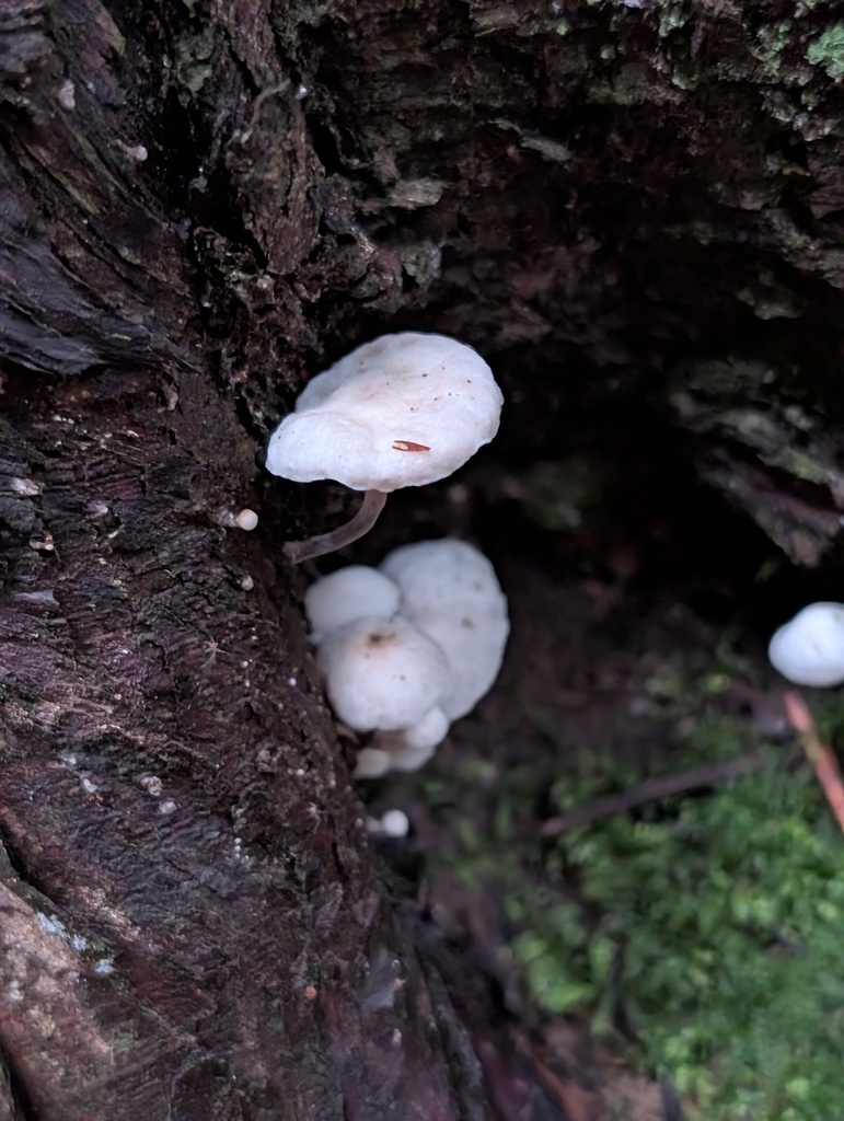 Marasmiellus candidus · December 2025 · photo: © frondsinhighplaces (iNaturalist, cc-by)