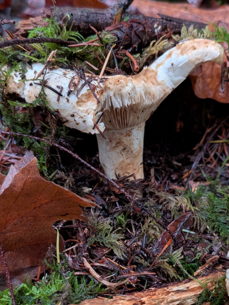 Russula brevipes · December 2025 · photo: © frondsinhighplaces (iNaturalist, cc-by)