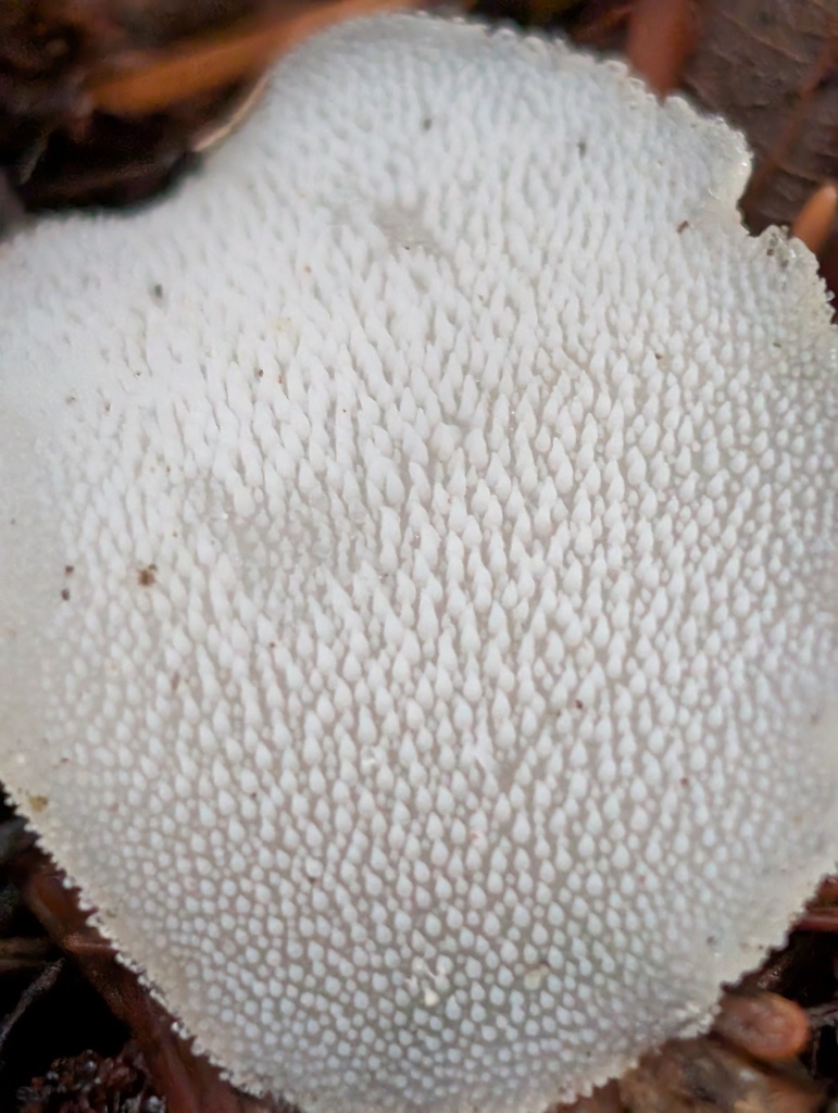 Pseudohydnum gelatinosum · December 2025 · photo: © frondsinhighplaces (iNaturalist, cc-by)